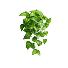 Lush Green Devil's Ivy Hanging Plant in White Pot