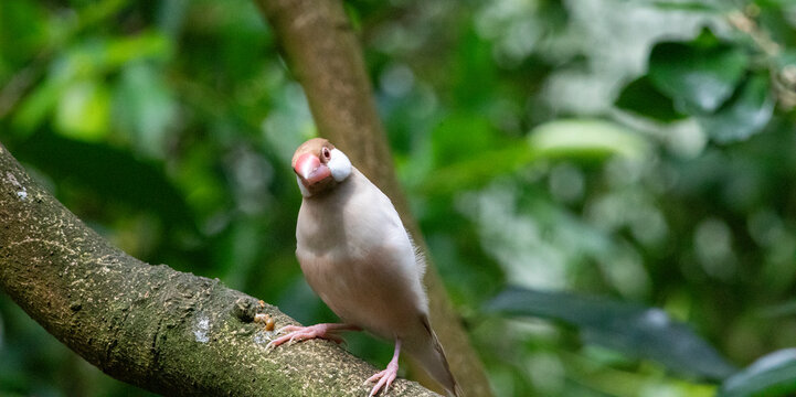 Java sparrow in tropiquarium, Servion