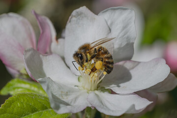 Biene in Apfelblüte