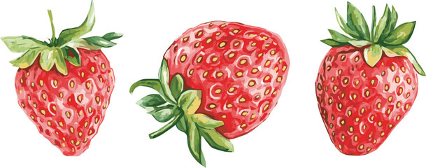 Collection of 3 watercolor illustrated vector realistic isolated strawberries on white background