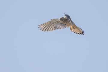 Turmfalke