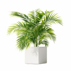 Obraz premium Lush Green Parlor Palm in Modern White Cube Pot Against Vibrant Pink Transparent background