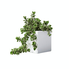 Fototapeta premium Vibrant Green Succulent in a Modern White Cube Pot Against a Bright Cyan Transparent background