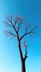 Fototapeta premium bare branches of a tree against a clear blue sky, solitude, tree, isolated