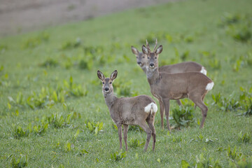 Rehe im Morgenlicht