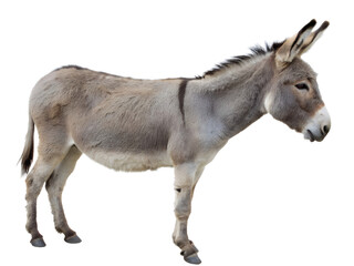 Side View of a Grey Donkey Isolated on transparent background cutout, PNG file, Cutout file