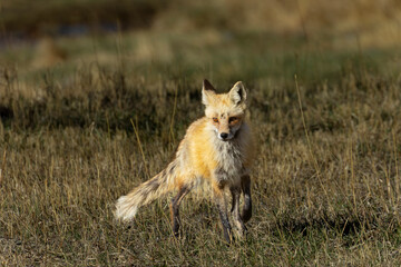 Fox Family