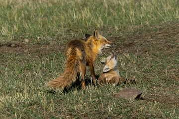 Fox Family