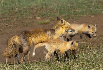 Fox Family