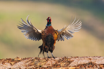 Fasan im Morgenlicht mit offenen Flügeln