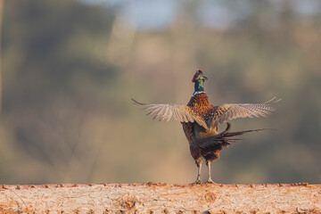 Fasan im Morgenlicht