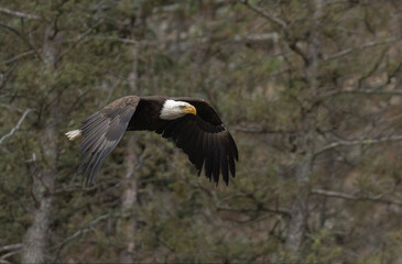 Bald Eagle in Flight