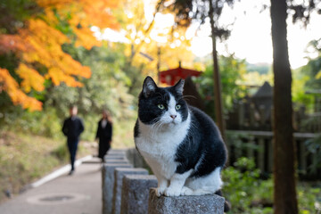 Black and white cat sitting on stone fence in Japan during autumn foliage