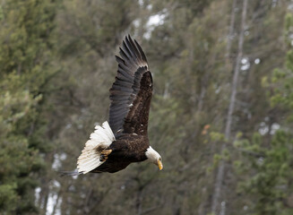 Bald Eagle in Flight