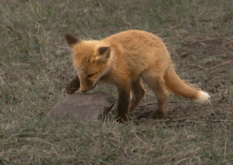 Red Fox Pups