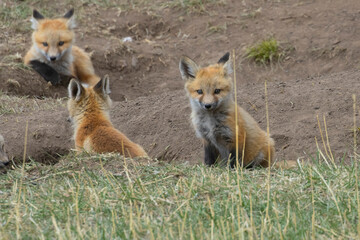 Red Fox Pups