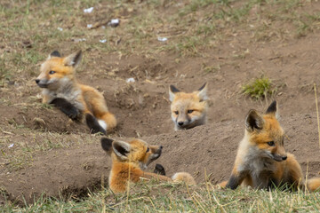 Red Fox Pups