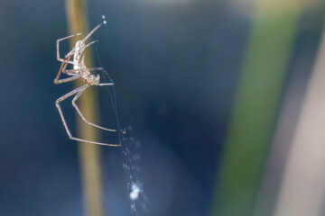 Gemeine Streckerspinne