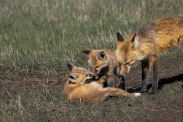 Fox kits playing in the Colorado Rocky Mountains
