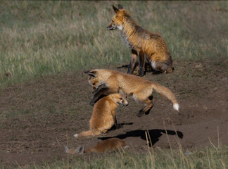 Fox kits playing in the Colorado Rocky Mountains