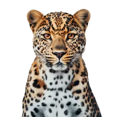 A striking portrait of a regal leopard captivates with its mesmerizing gaze, showcasing the animal's exquisite spotted coat, and powerful physique in a studio-quality shot. © Buse