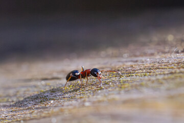 Macro Waldameise