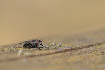 Macro Stubenfliege