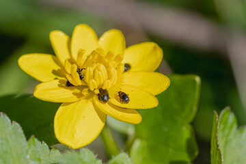 Gelbe Blume mit Käfern