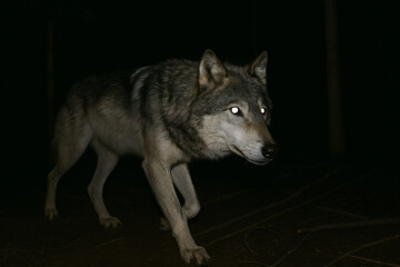gray wolf in the woods at night