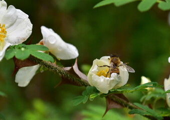 Biene in einer Strauchrose