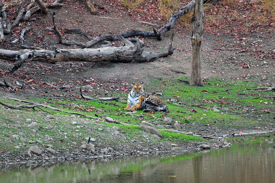 Face of tiger cub seen in the wilderness of Pench National Park