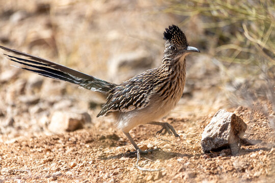 Road runner