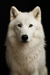 Obraz premium White Wolf With Striking Features Poses Against Black Backdrop Showcasing Its Majestic Presence