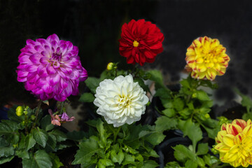Dahlia pinnata flowers blooming in the garden.