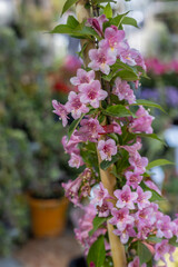 Fototapeta premium Weigela pink flower,pink and white flowers,Bush blooming with pink flowers, nature, summer. Plants in the garden,Weigela florida 'Suzanne'