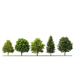 Obraz premium Tree Diversity: A row of five vibrant trees stand in a harmonious line, showcasing the beauty of nature's variety, with a range of foliage shapes and sizes against a clean background.