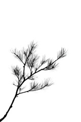 Fototapeta premium Nature's Silhouette: A striking black and white image of a delicate pine branch reaching upwards, its needles creating a graceful silhouette against a pristine backdrop.