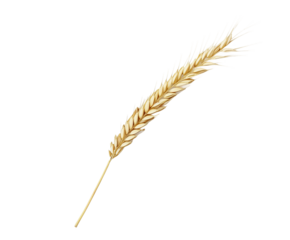 Golden Wheat Stalk: A close-up view captures the delicate beauty of a single golden wheat stalk, its intricate textures and warm hues reflecting the sunlight.