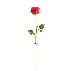 Fototapeta premium Scarlet Rose: A stunningly beautiful red rose blooms, its delicate petals unfolding with elegance and grace, set against a pristine backdrop.