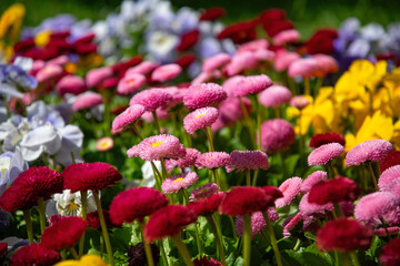 Pink tender daisies. Mother's Spring holiday