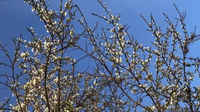 spring, white cherry blossoms overhead
