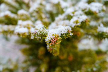 Snowfall on Yew Buds