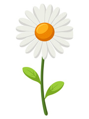 daisy flower isolated on white background