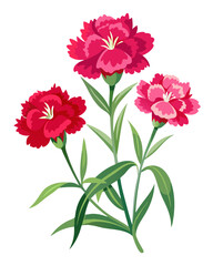 Obraz premium Beautiful carnation flower illustration floral design element botanical art graphic carnation bloom drawing