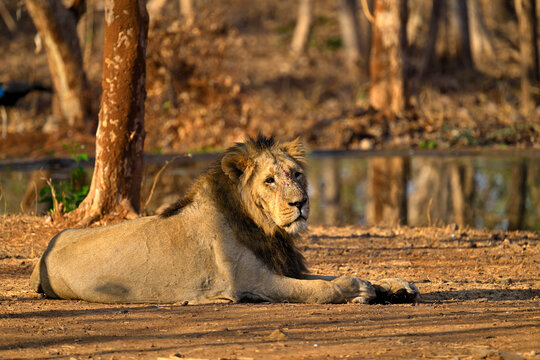 Lion's right face seen in Gujarat Gir National Park