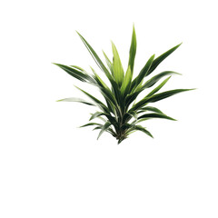 Obraz premium Lush Green Dracaena Marginata Plant Isolated on White Transparent background