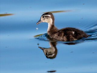 A Wood Duck duckling (Aix sponsa) skims the surface of a still pond creating a nearly perfect mirror reflection