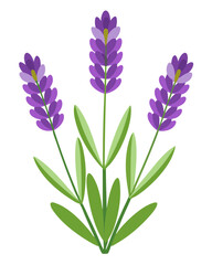 Fototapeta premium Illustration of lavender flower lavender flowers purple plant botanical herb aromatic bloom floral design