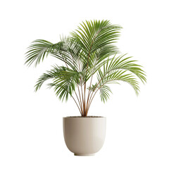 Obraz premium Elegant Kentia Palm in a Modern Pot - Indoor Plant Photography