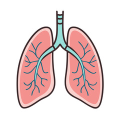 Illustration of human lungs respiratory system anatomy organ medical healthcare biology trachea